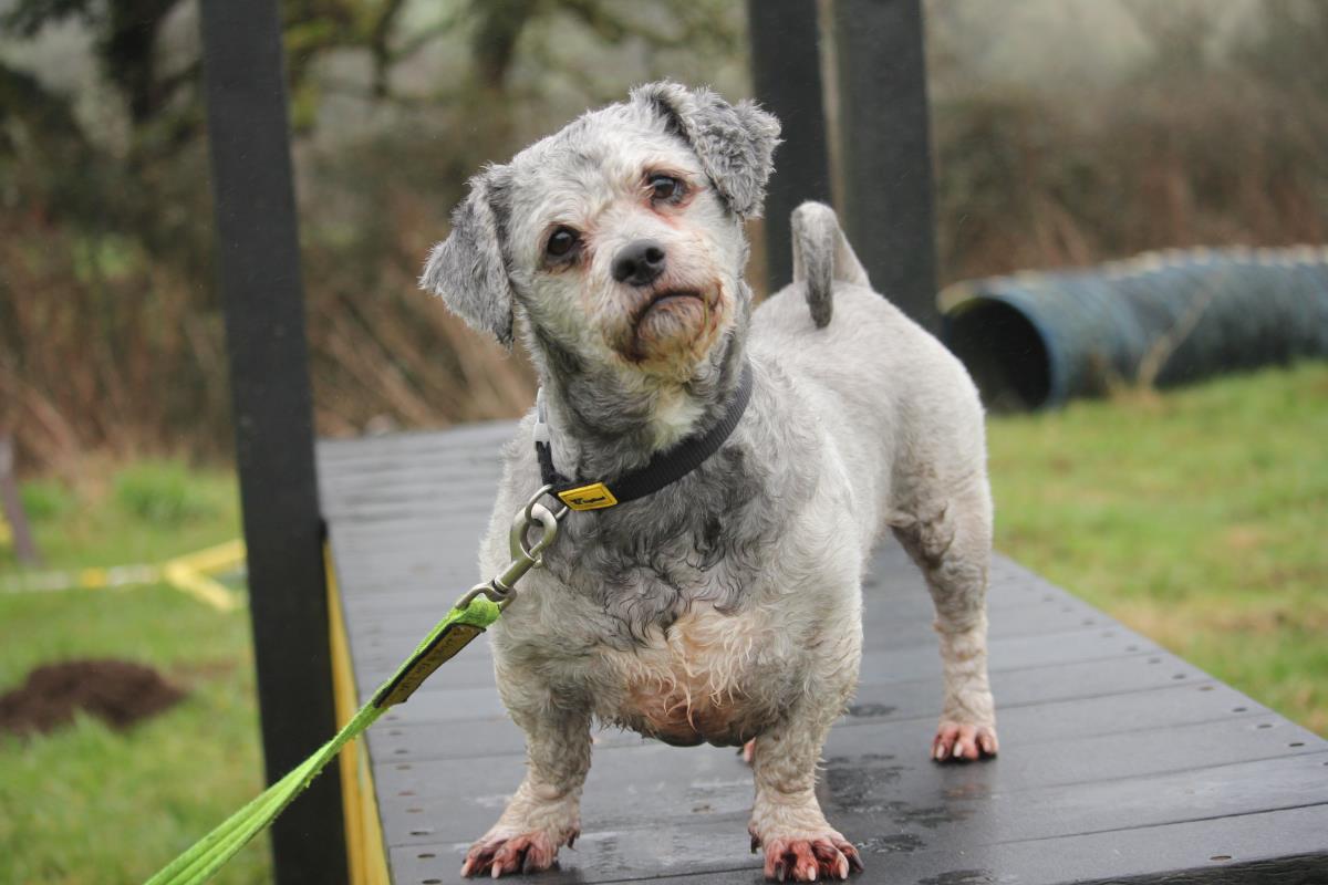 Please retweet to help Bailey find a home #BRIDGEND #WALES 🏴󠁧󠁢󠁷󠁬󠁳󠁿
#BichonFrise aged 5, looking for an adult home with experience of dogs that resource guard. He needs a secure garden an could possibly live with another dog
Contact the shelter for full details 
dogstrust.org.uk/rehoming/dogs/…