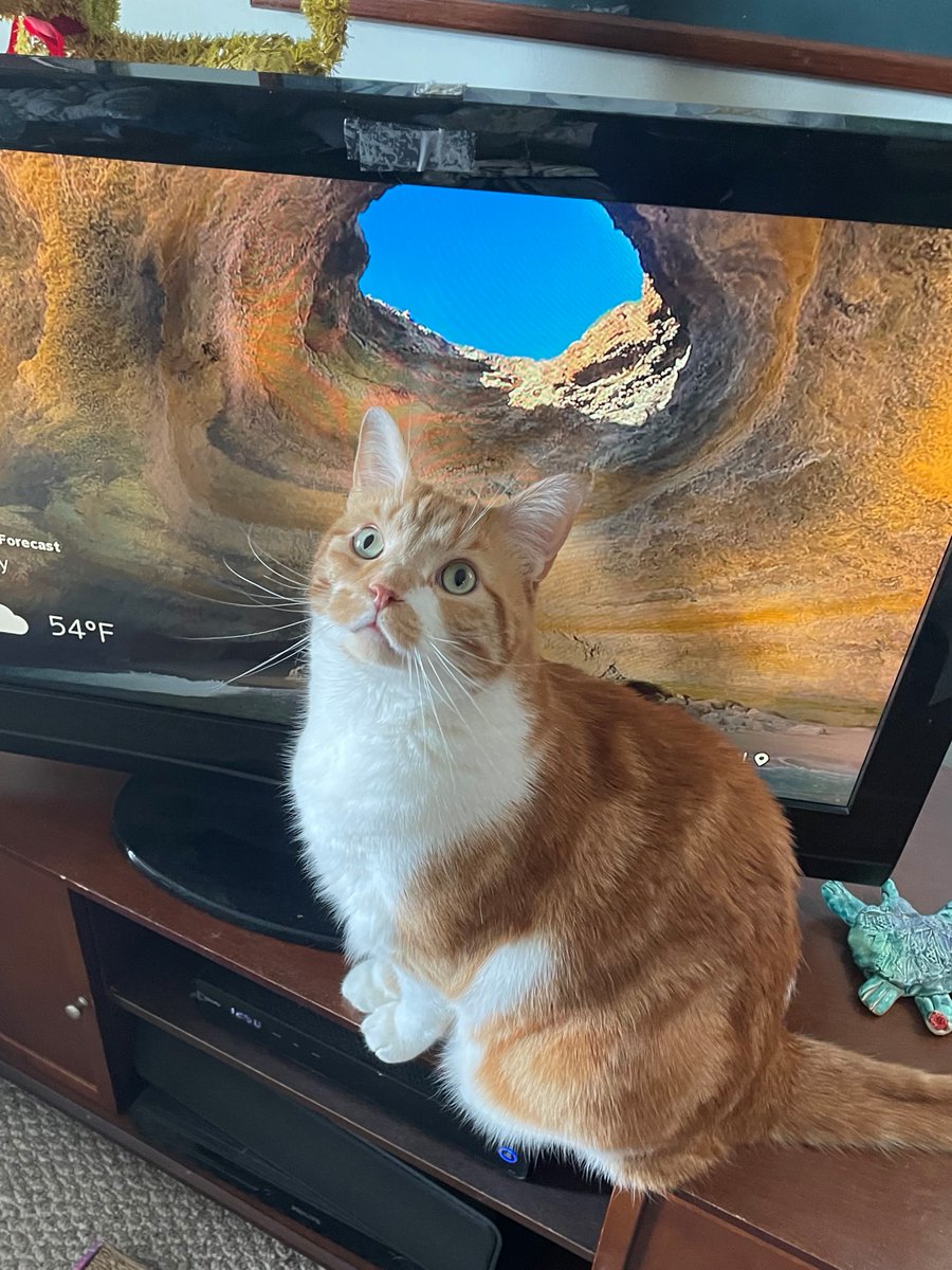 Sammy wants to be on cat tv!
#cats #tvtime #Live #BeKindAlways