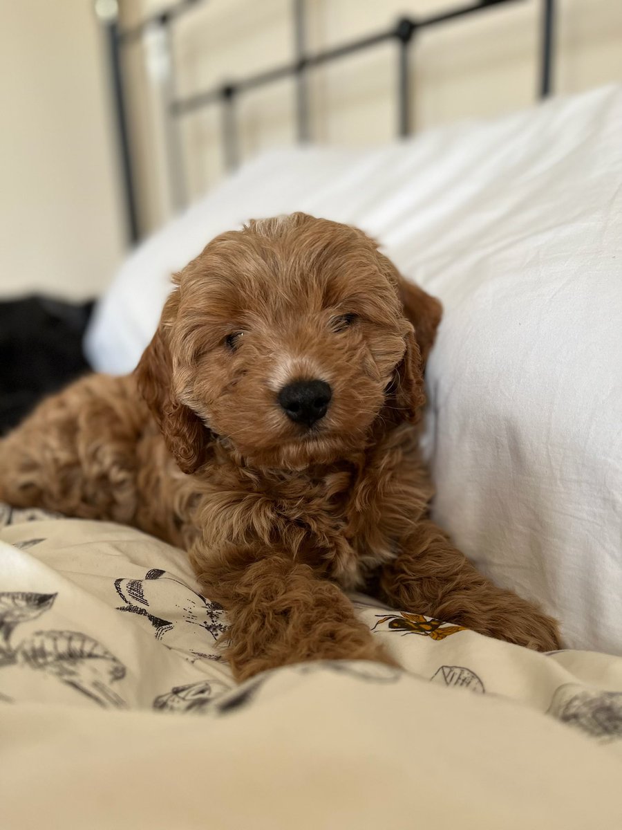 Lauren Hutchens tweet media