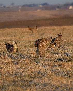 iowadnr's tweet photo. Binoculars ✅
Strong coffee ✅
Haunting bird calls ✅
Prairie chickens showing off ✅

Prairie Chicken Day is back on April 9! Join us at Kellerton for this unique wildlife experience: https://t.co/nlIbQCUa0Y https://t.co/Oo0n7fAgmw