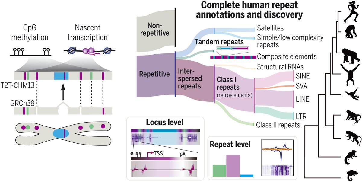 A fully sequenced human genome was announced over 20 years ago. However ...