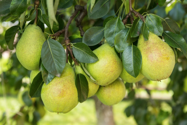 TEGmagazine's tweet photo. This spring, give fruit bushes and trees a boost and get them ready for the growing season ahead. A little attention early in the year will help ensure bountiful crops of fruit this summer.  https://t.co/ExMTo9dxPr

#growyourown #gyo https://t.co/eHHz65Ckoo