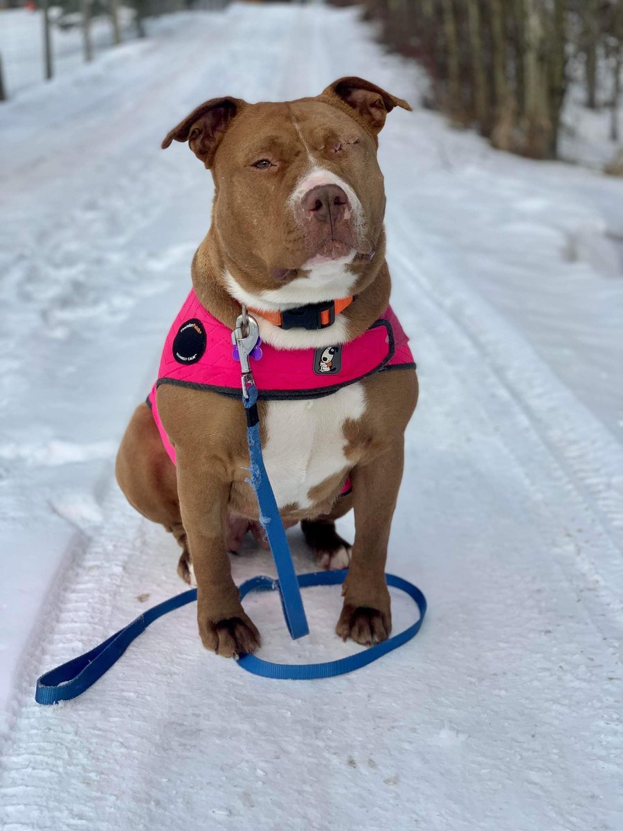 FurRSQ's tweet photo. Remember sweet Gramma Annie? She lost all her puppies and then lost eye from a pre-existing condition. Sadly, her foster can't adopt her.😥We'd love to find her furever home instead of a new foster so she can avoid an extra transition. Read more or apply: 
https://t.co/XWB1hKYW5b https://t.co/DYqBXfKOel