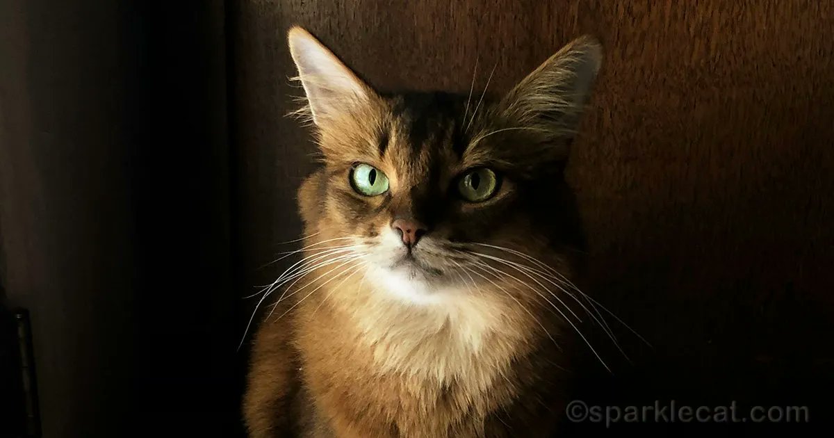 sparklecat's tweet photo. I tell a little bit on myself in this blog post: https://t.co/tIt7OFnWxJ #CatsOfTwitter #cattruths #confessions https://t.co/qoWmVnxxzY