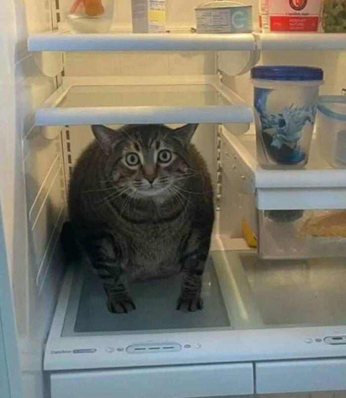 You saw nothing. I am ham.