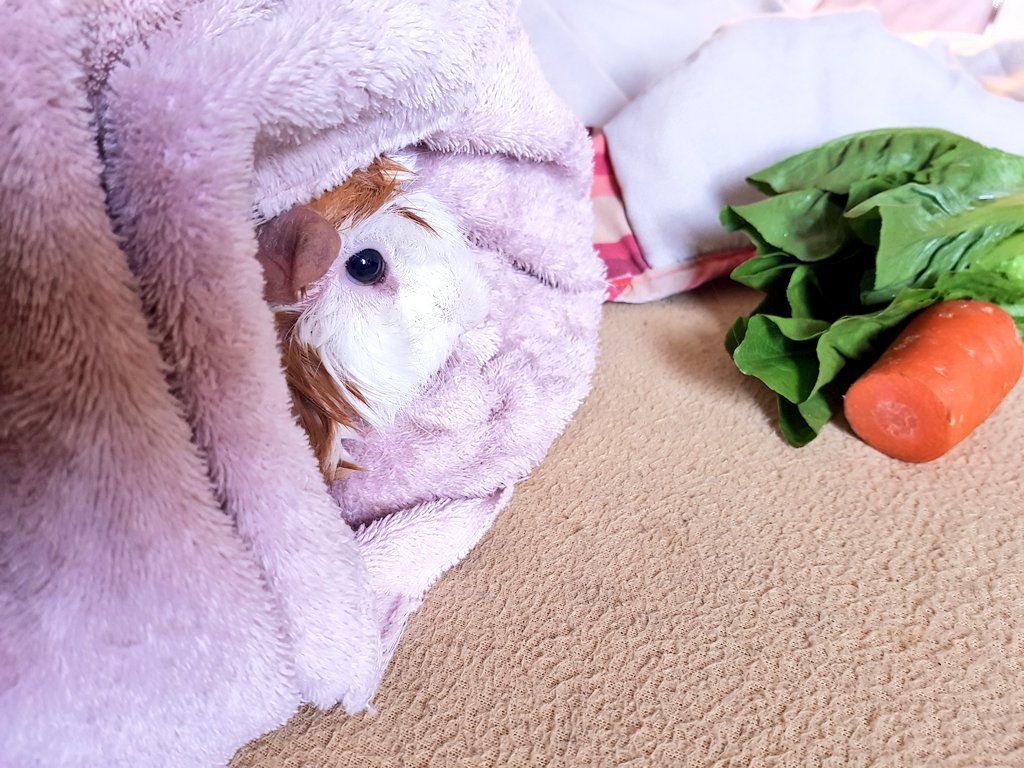 GuineaMexico's tweet photo. Anyone famcy a bobby burrito?? π― Poor Bobby has a fungus infection and is having medicated baths, proper snac compensation is crutial for recovery #StrongPeeg #HateBaths #PeegBurrito https://t.co/wUHk5vM6j5