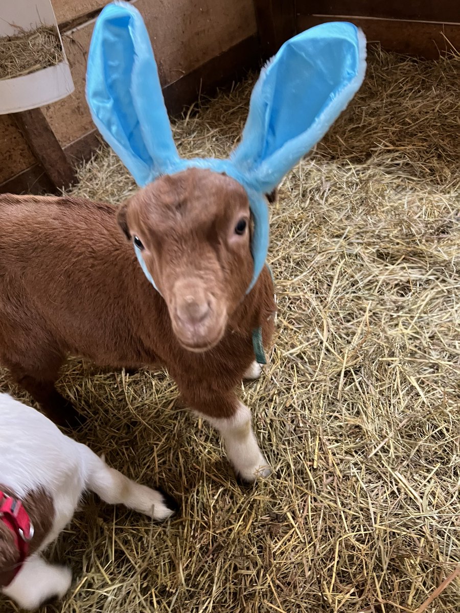 abookishproblem's tweet image. Just casually dropping a picture of my cute af #goat