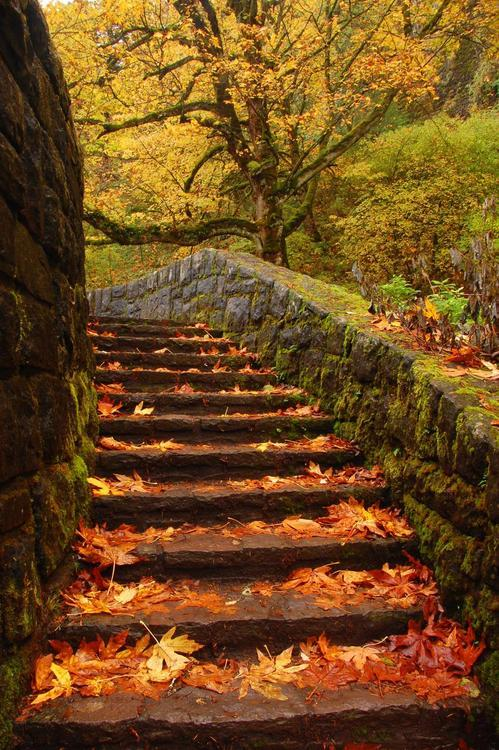 WesleyDonehue's tweet photo. Autumn Path, Columbia River Gorge, Oregon #AutumnPath #ColumbiaRiverGorge #Oregon https://t.co/ZDGEsgi8Ph https://t.co/6sKC4bpdbs
