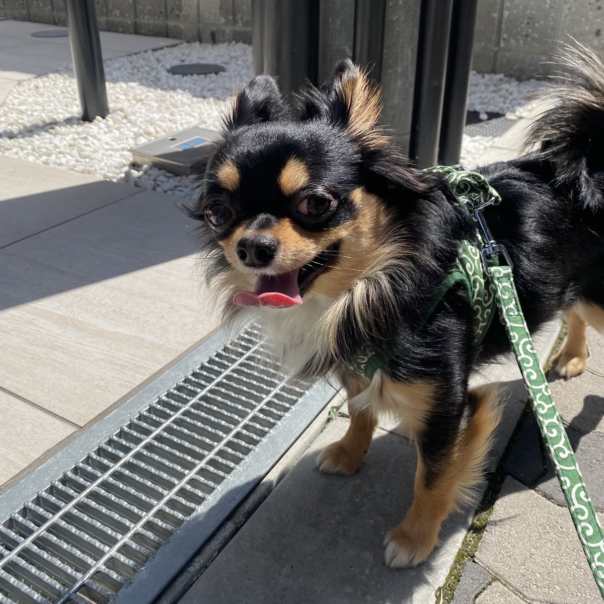 maromaro_11_7's tweet photo. 天気良すぎてマロさん溶けそうです🐶

#チワワ #犬好きさんと繋がりたい https://t.co/ELfde3fasz