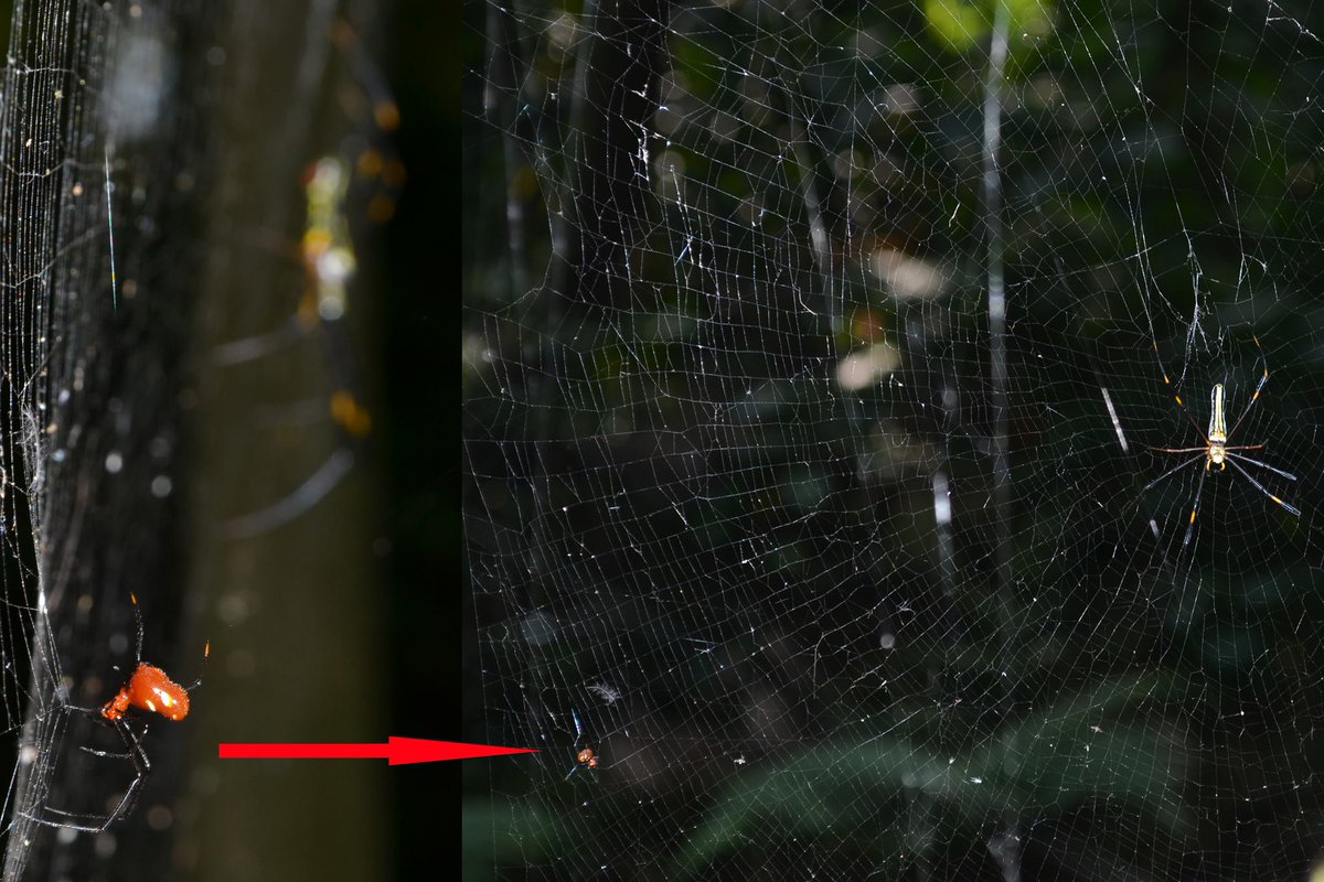 GerrutN's tweet image. Kleptoparasitism, i.e. parasitism by theft, is a form of parasitism that is often overlooked.
Argyrodes miniaceus on the web of Nephila pilipes in southwestern Taiwan.