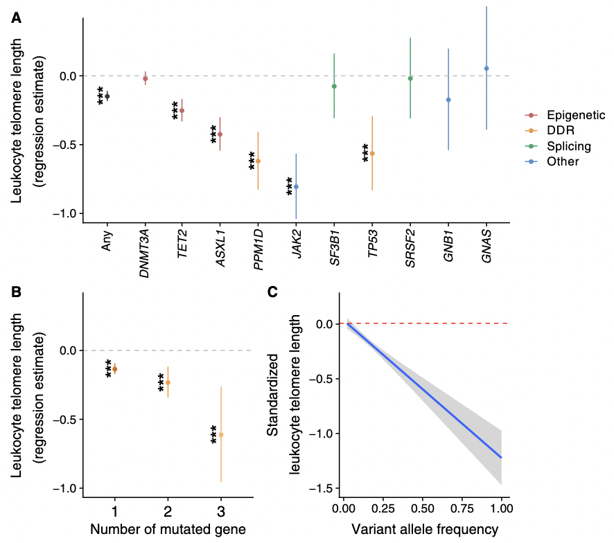pnatarajanmd's tweet photo. Our study led by @NakaoTetsushi uses human genetics from @nih_nhlbi TOPMed &amp; @uk_biobank to infer that processes promoting telomere lengthening promote CHIP but CHIP in turn hastens telomere shortening https://t.co/KSGOHHJmDz @ScienceAdvances https://t.co/AYYK2dObe7