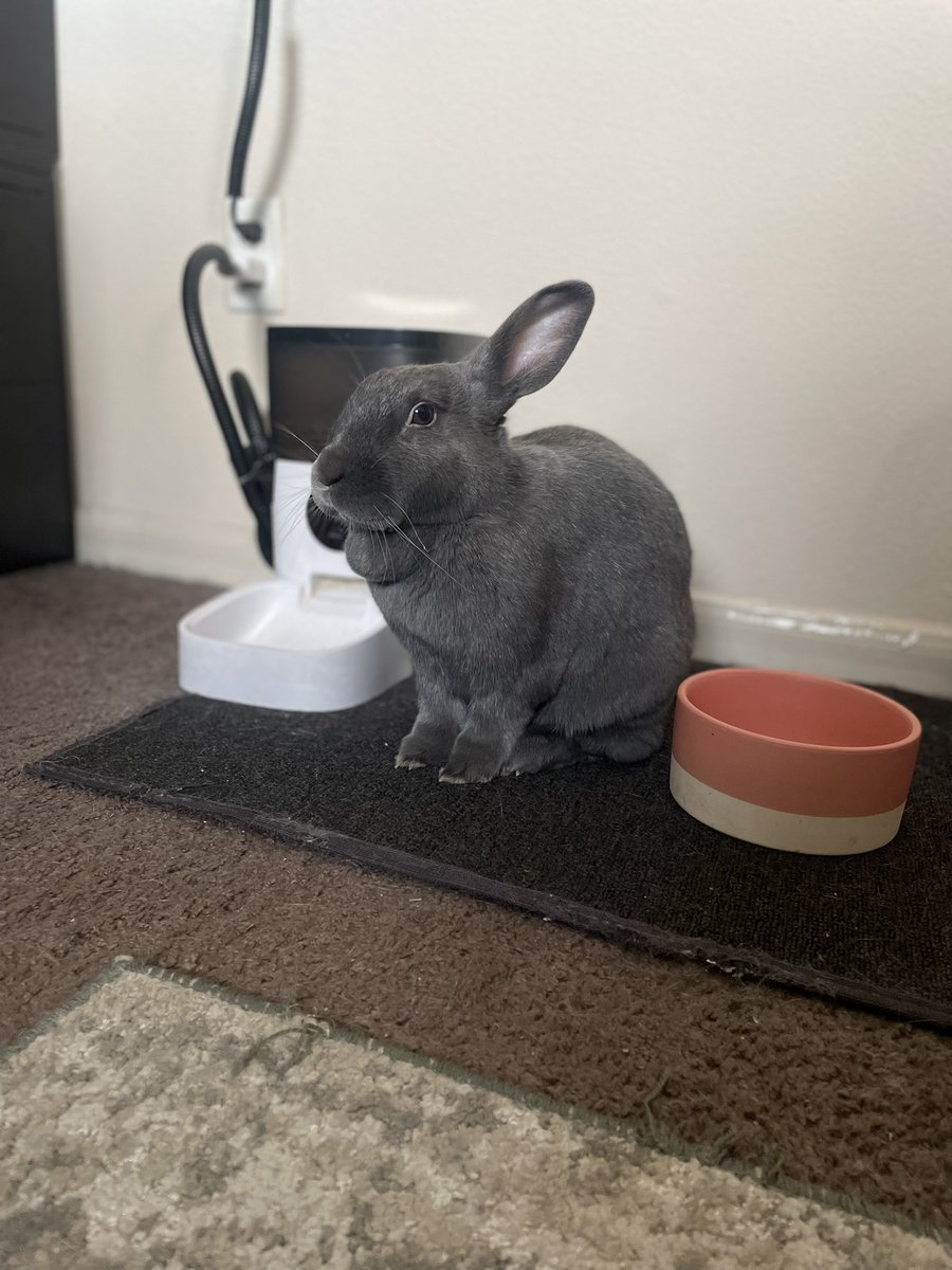 Don’t lie, i know you wait for more pictures of Hank to be posted 🤷‍♀️