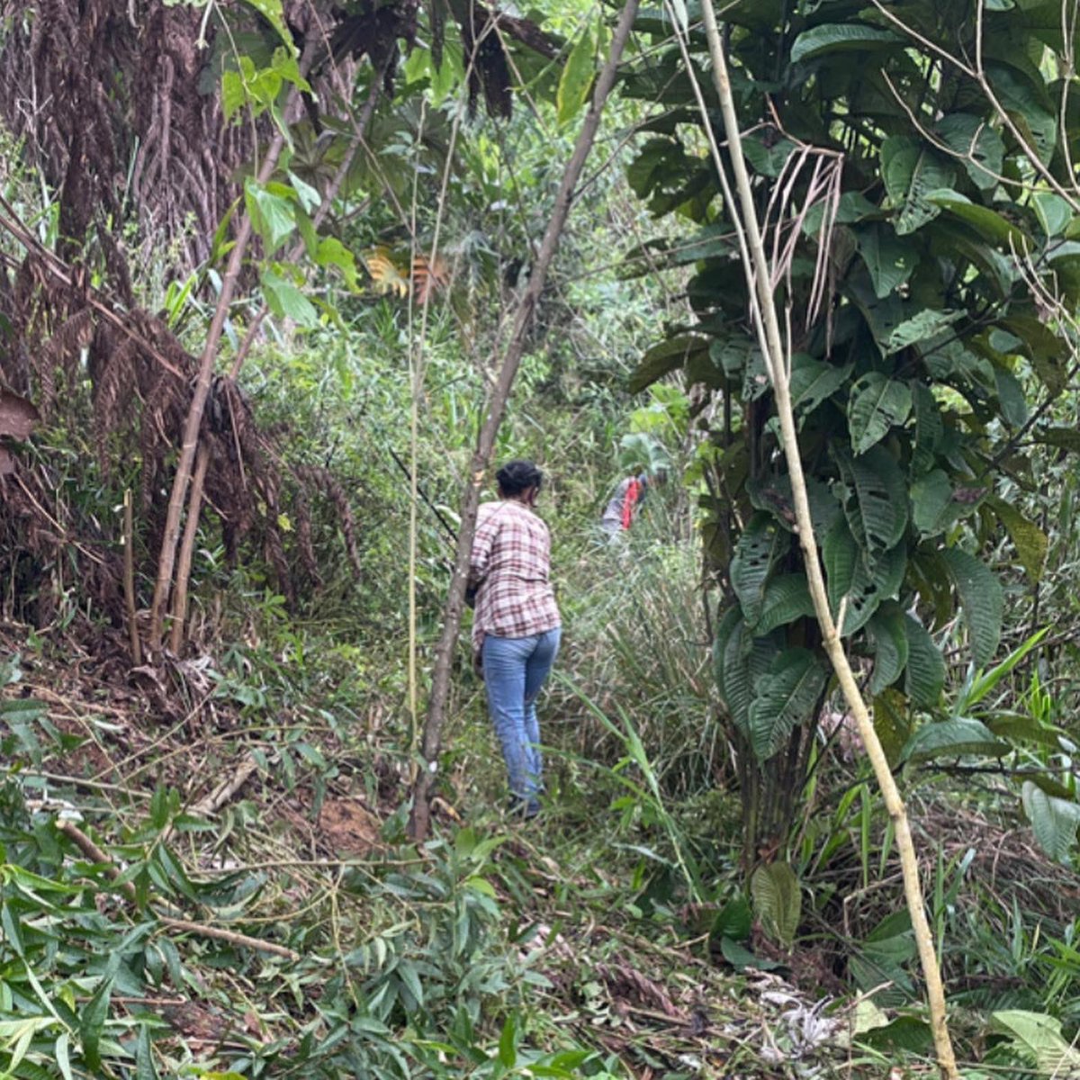 Fieldwork at farm life.  🌴 ⛰ Outdoor tropical vegetation and climate at Yantza Farm. #farmlife #fieldwork #tropicalfarmhouse