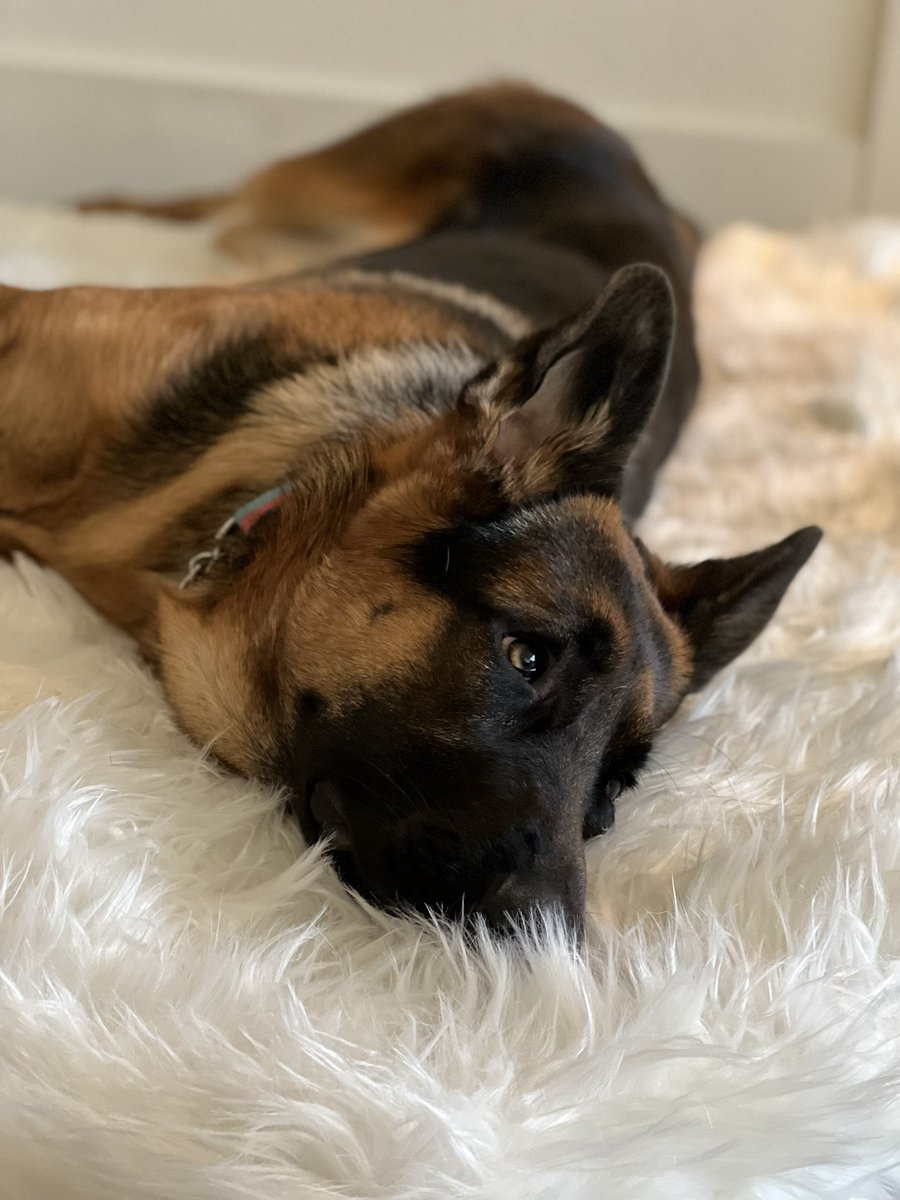 ViolettheeDog's tweet photo. So mom returned my other bed and today my new #puprug from @PawOriginal came in! So far I haven’t been able to take it apart. Let’s see if this thing makes it thru the night! #twitterdogcommunity #dogsoftwitter https://t.co/icxXqG6vbn