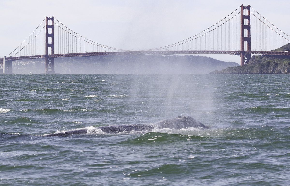 TMMC's tweet photo. Whale migration season along the California coast is in full swing ๐ So our experts are leading critical observational research and pathology work ๐ฌ Our #SentinelsOfTheSea podcast explains our necropsy work with large whales. Listen now at https://t.co/ZdAFfAIOXg. https://t.co/hQSa3kWcyk