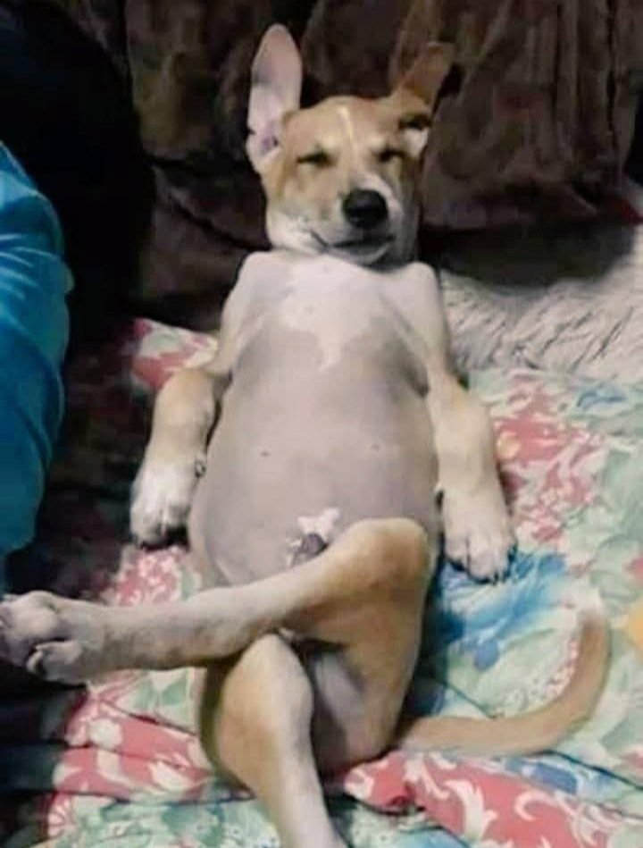 Sasa faida ya Lile Bus ni Nini? si heri wangebadilishana na Mafuta  wakaokea mikate😂😂