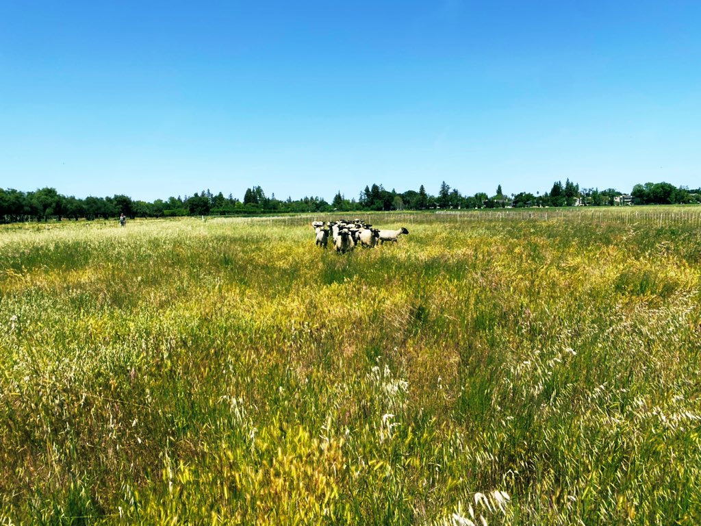 UCRangelands's tweet photo. #BAAwatch 2022 is on at @ucdavisCAES @UCDavisPlants farm! 

We're investigating #targetedgrazing, #prescribedfire, and #nativeplant restoration outcomes for #CAGrasslands 🐑🔥🌱

More ➡️ https://t.co/q6LBLk9U6b

@ucanr @julea_shaw @DJEastburn @RestoreCAL @FunktionalEco https://t.co/cGm7oq2QZR