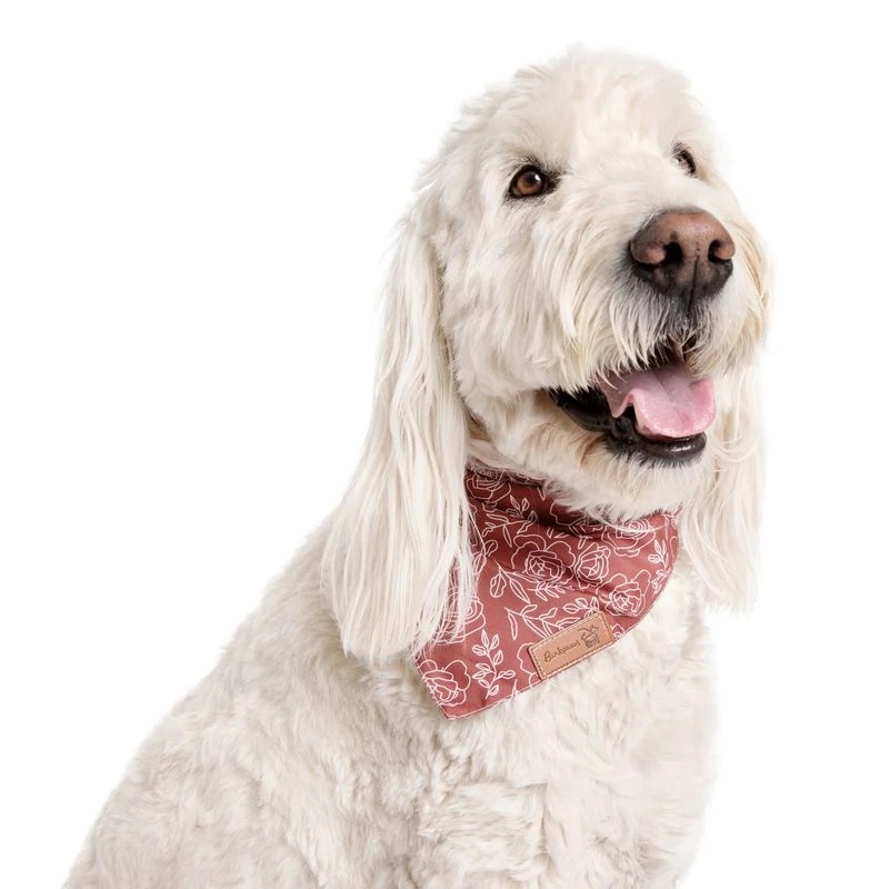Bark__Paws's tweet photo. Have you ever seen such a fashionable dog? 

Yeah, we didn't think so 😍
.
.
.
#BarkPaws #DogMom #Dogs #Dogsitting #DogsLife #DogsCorner #DogsAndPals #DogsLover #DogLover #DogStyle #DogsAreFamily #DogSelfie #DogsRule #DogsOnAdventures https://t.co/IBAXDEBUTq