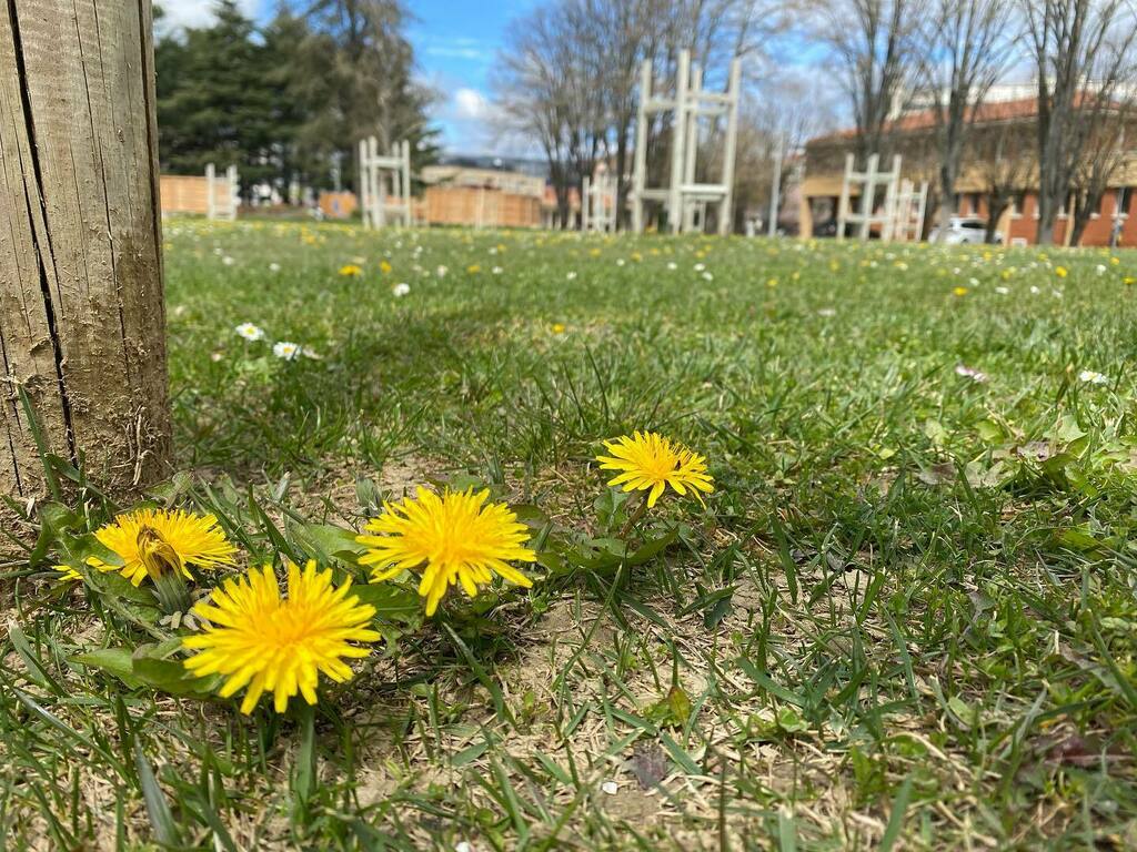 OscarCBosch's tweet photo. When the simplest flower becomes as meaningful as the whole cosmos.
.
When the simplest flower is the whole cosmos.
.
Then.
.
#taoism #laotzu #taichi #huozhuang #yanglongform https://t.co/lYfQlAuTtN https://t.co/CtNVO7VlYO