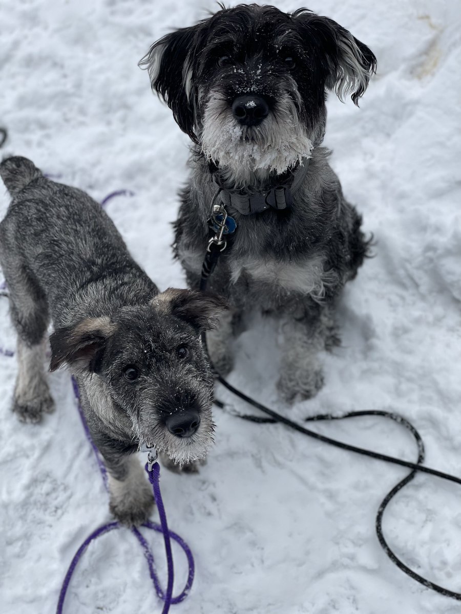 AnIrishAsian's tweet photo. @paulsworkintwit No idea who ya are but here’s my schnauzers to cheer ya up! 
Both real brothers one year apart 
Left - Otis
Right - onyx https://t.co/IwSLEjwDZF