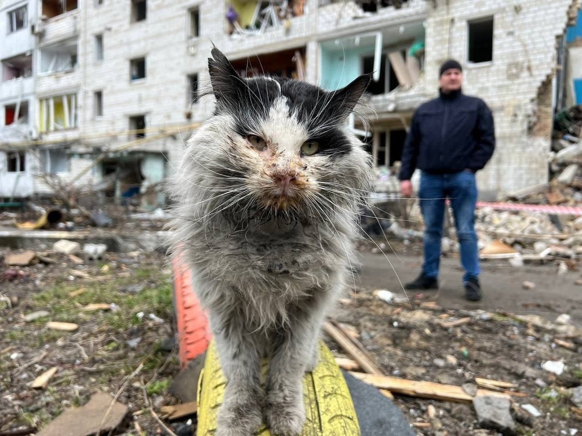 Gerashchenko_en's tweet photo. This cat cat from #Borodianka barely made it: he was pulled out from under the broken concrete blocks.
We really hope his humans survived too.

#UkraineRussianWar #StandWithUkraine #StopRussianAggression https://t.co/PToRRiXopy