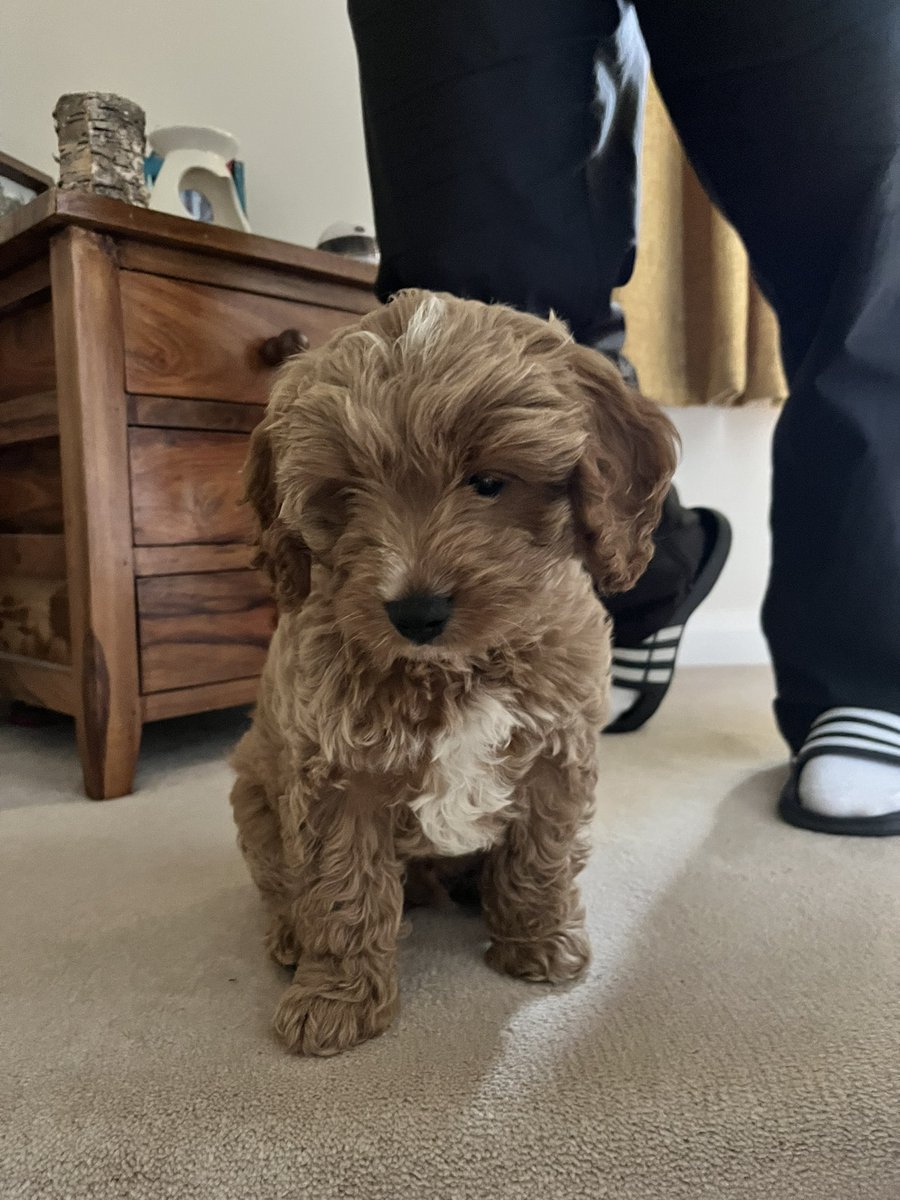 Lauren Hutchens tweet media