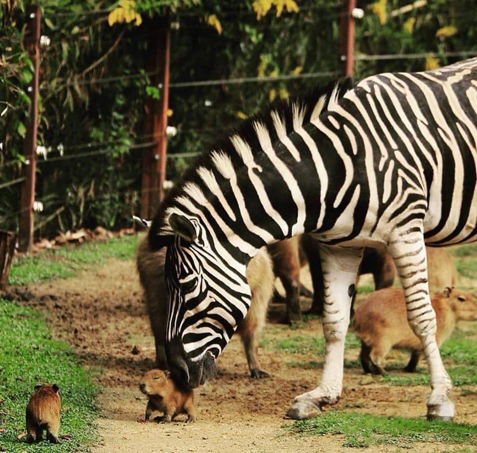 CAPYBARA MAN tweet media