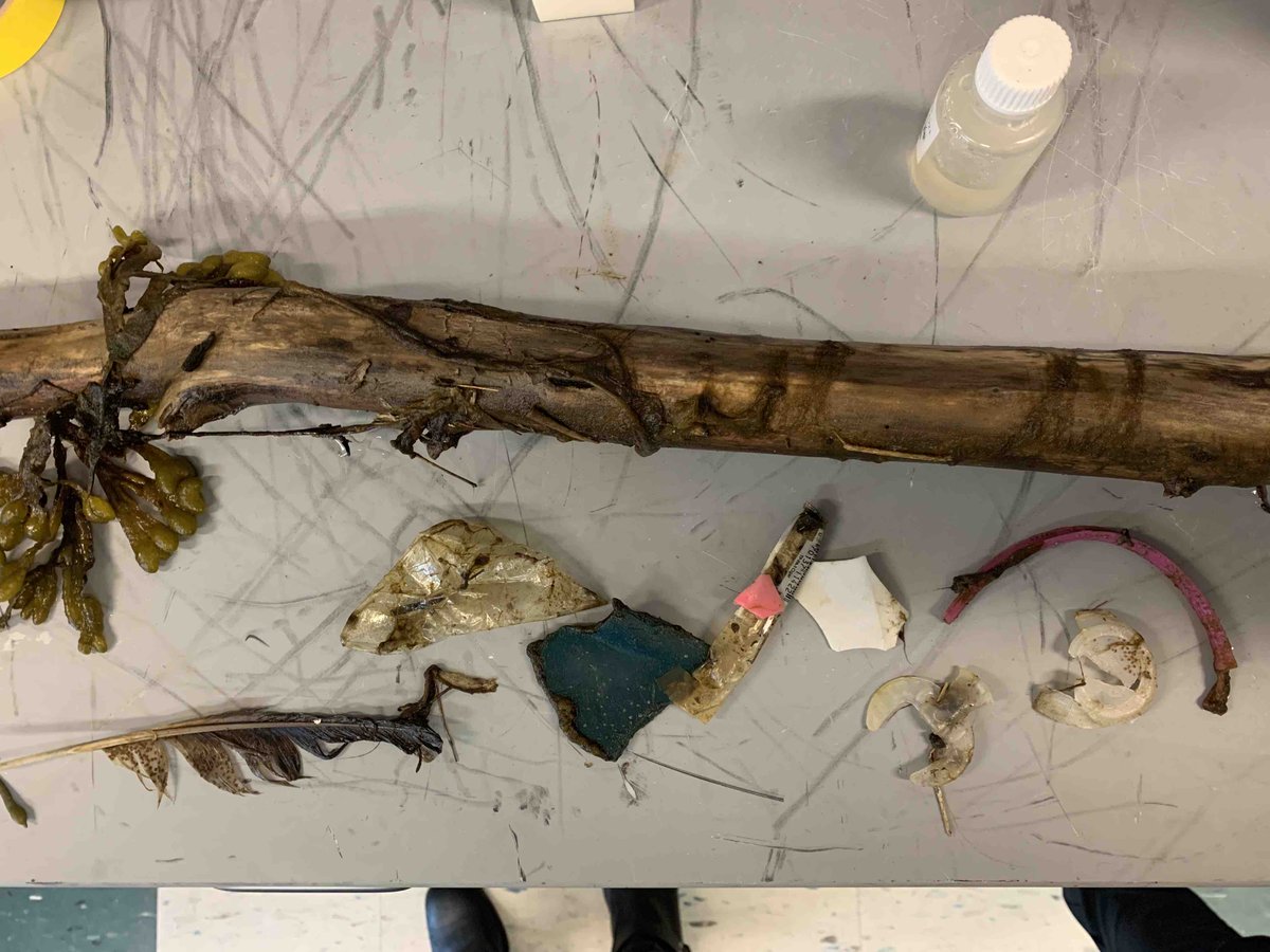 jessiesturner's tweet photo. When you need to measure some marine-harvested plastics on a rainy day, you rig up some DIY sunshine in the lab! Graham, @UConnMarineSci grad student, is prepping to measure plastics at sea in the Pacific Ocean. @heididier https://t.co/rvQpJD1JZ0