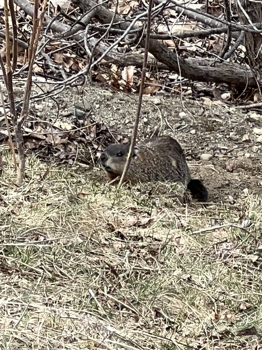 whoevenaskedme's tweet photo. Also saw this little guy #woodchuck #howmuchwood https://t.co/BK090l2Wwn