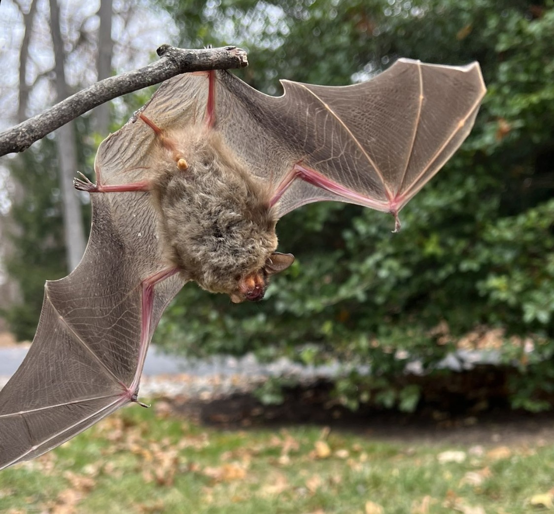 aTrapPro1's tweet photo. It's finally Spring, and it is breeding season for bats. Do you suspect that a bat may have gained access to your wall, house, shed or any other part of your home? Trappro are the experts that you need for your bat removal, repairs and cleanup!

#bats #montgomerycountymd #spring https://t.co/0tsr4yUNBp