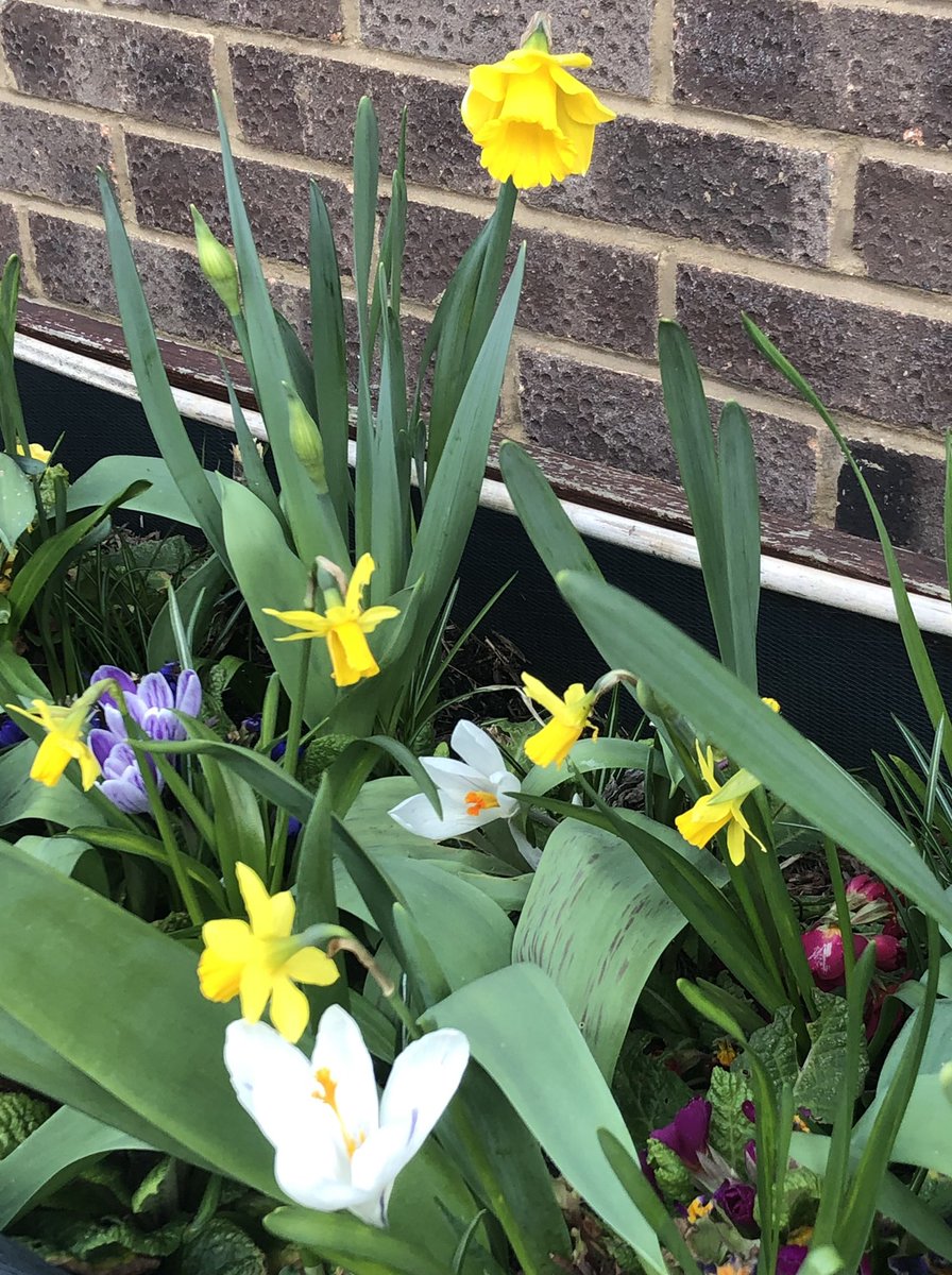 LettsomGrow tweet media