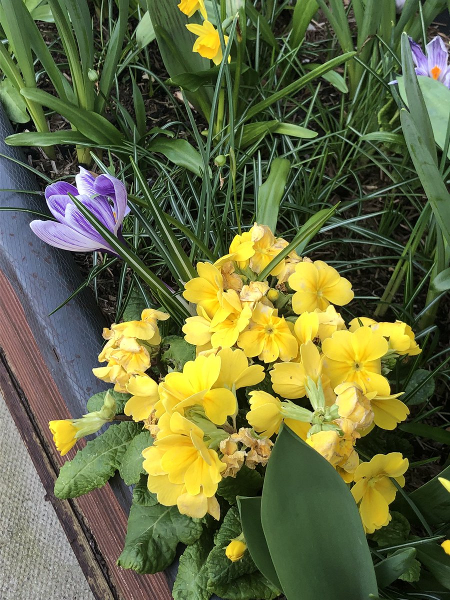 LettsomGrow tweet media