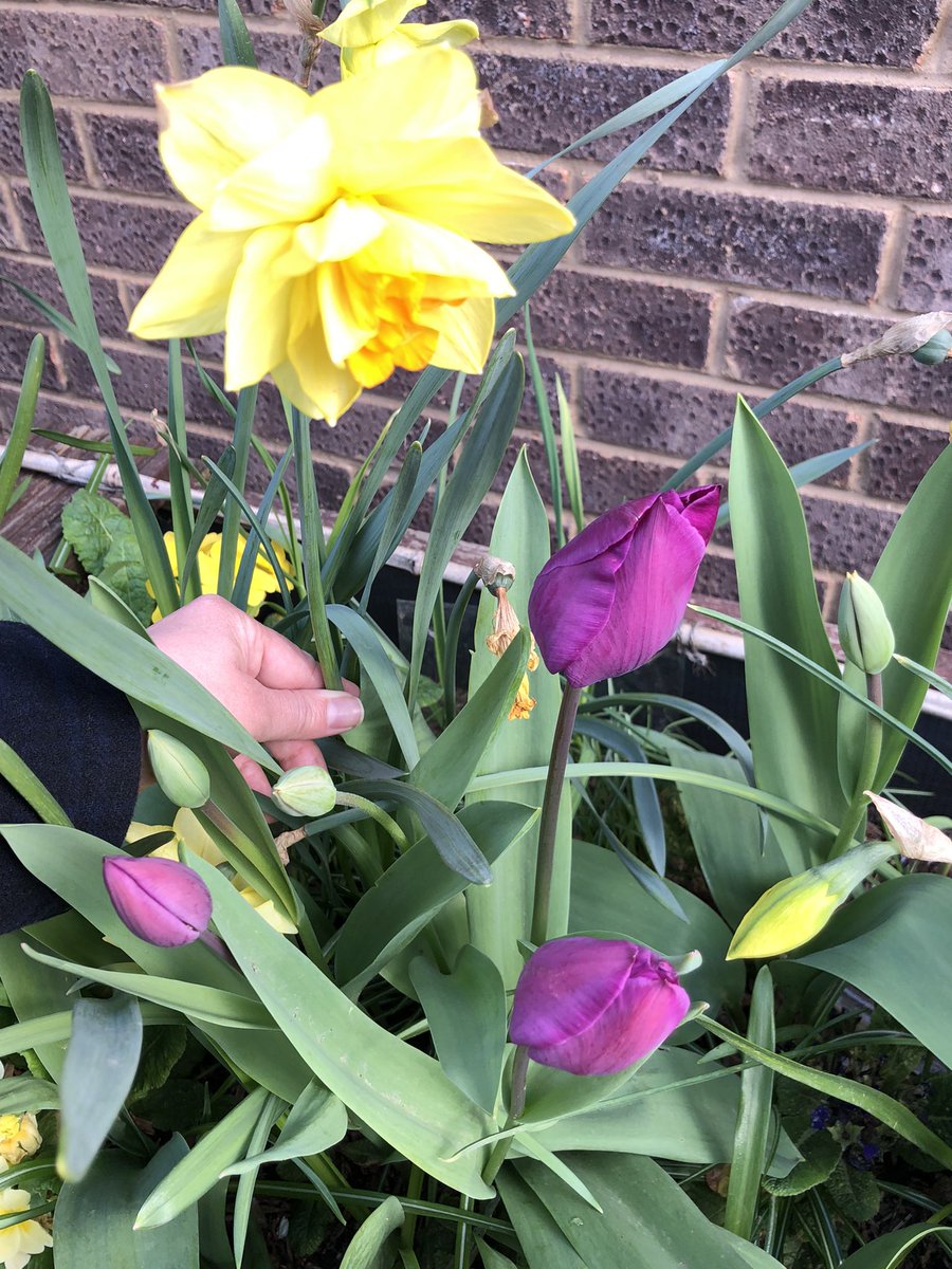 LettsomGrow tweet media