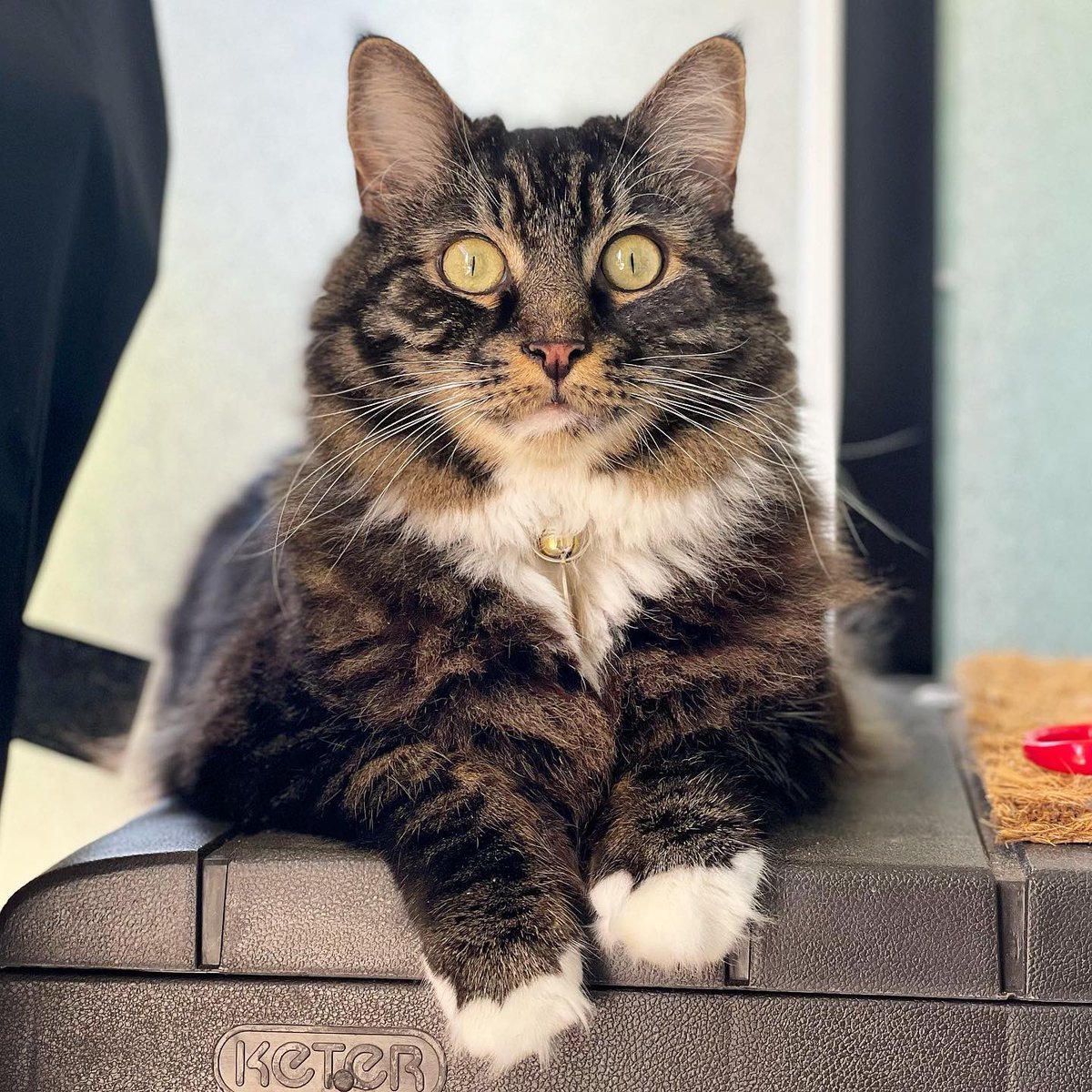 Keter North America tweet media