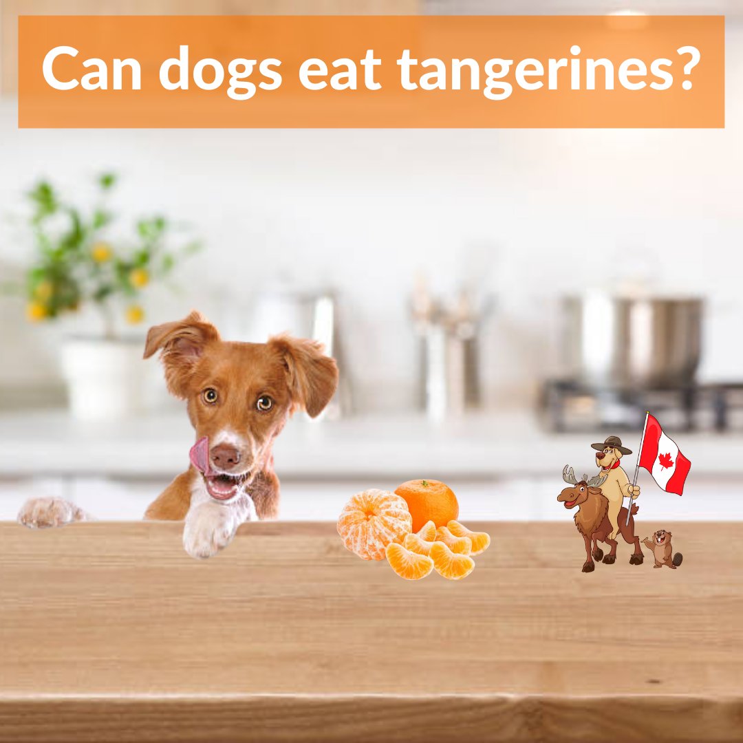 DogEhOfficial's tweet photo. Can dogs have #tangerines ?🍊 Check out our blog post for the answer!
https://t.co/00Hy3IqURx
#dogquestion #doghealth #dogsnack #dogcooking #dogsnackideas #dogfoodsnack #dogtreat #dogfats #dogknowledge #doglovers #dogeh https://t.co/2swIV3ID9P
