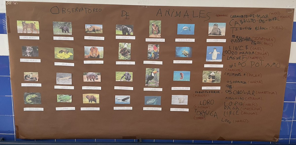 CsaIndara's tweet photo. Estos días, para finalizar el reto, estuvimos haciendo un mural sobre los animales en peligro de extinción que hay que proteger y de cómo hacerlo. Además, nos disfrazamos y jugamos con los animales de nuestra compañera. ¡Qué bien lo hemos pasado! https://t.co/Eo05NAqEtR