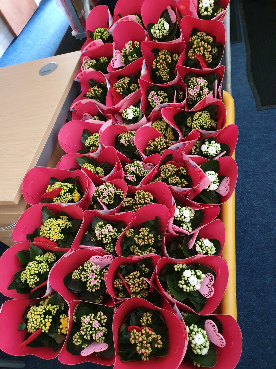 RotarySelsdon's tweet photo. This weekend we will have a super time distributing plants to some elderly housebound folk within the community. We have such a good time visiting our friends. https://t.co/hVRbpoVRWc