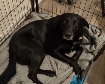 DogLost Norfolk Suffolk & Cambridgeshire (@doglostnsc) on Twitter photo #LOST #DOG ROCKY
Male #Labrador
#Missing #Watton / #Carbrooke #IP25 #Norfolk on Tuesday, 5th April 2022 #LostDog #ScanMe doglost.co.uk/dog-blog.php?d… <a href="/VetsGetScanning/">MakeChipsCount to Reunite Pets</a>
<a href="/SAMPAuk_/">Stolen&Missing Pets</a> <a href="/WSTimes24/">Watton and Swaffham Times</a> <a href="/SPARCarbrooke/">SPAR Carbrooke</a> <a href="/Animal_Warden/">Norfolk Dog Warden</a> <a href="/suffolknorfolk/">Suffolk Norfolk Life</a> <a href="/TeaboyTeddy/">Mr Ted 🌈</a> <a href="/labradorrescue/">The Labrador Rescue Trust</a> <a href="/LabRescueTrust/">LabradorRescueTrust</a> #LOST #DOG ROCKY
Male #Labrador
#Missing #Watton / #Carbrooke #IP25 #Norfolk on Tuesday, 5th April 2022 #LostDog #ScanMe doglost.co.uk/dog-blog.php?d… <a href="/VetsGetScanning/">MakeChipsCount to Reunite Pets</a>
<a href="/SAMPAuk_/">Stolen&Missing Pets</a> <a href="/WSTimes24/">Watton and Swaffham Times</a> <a href="/SPARCarbrooke/">SPAR Carbrooke</a> <a href="/Animal_Warden/">Norfolk Dog Warden</a> <a href="/suffolknorfolk/">Suffolk Norfolk Life</a> <a href="/TeaboyTeddy/">Mr Ted 🌈</a> <a href="/labradorrescue/">The Labrador Rescue Trust</a> <a href="/LabRescueTrust/">LabradorRescueTrust</a>