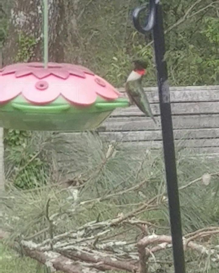 We have hummingbirds!
😊