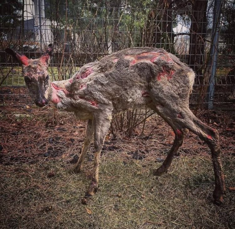 Protect_Wldlife's tweet photo. This is what zoo animals look like after Russian shelling.
#animalsofukraine #ukraine https://t.co/clXxaRyrEd