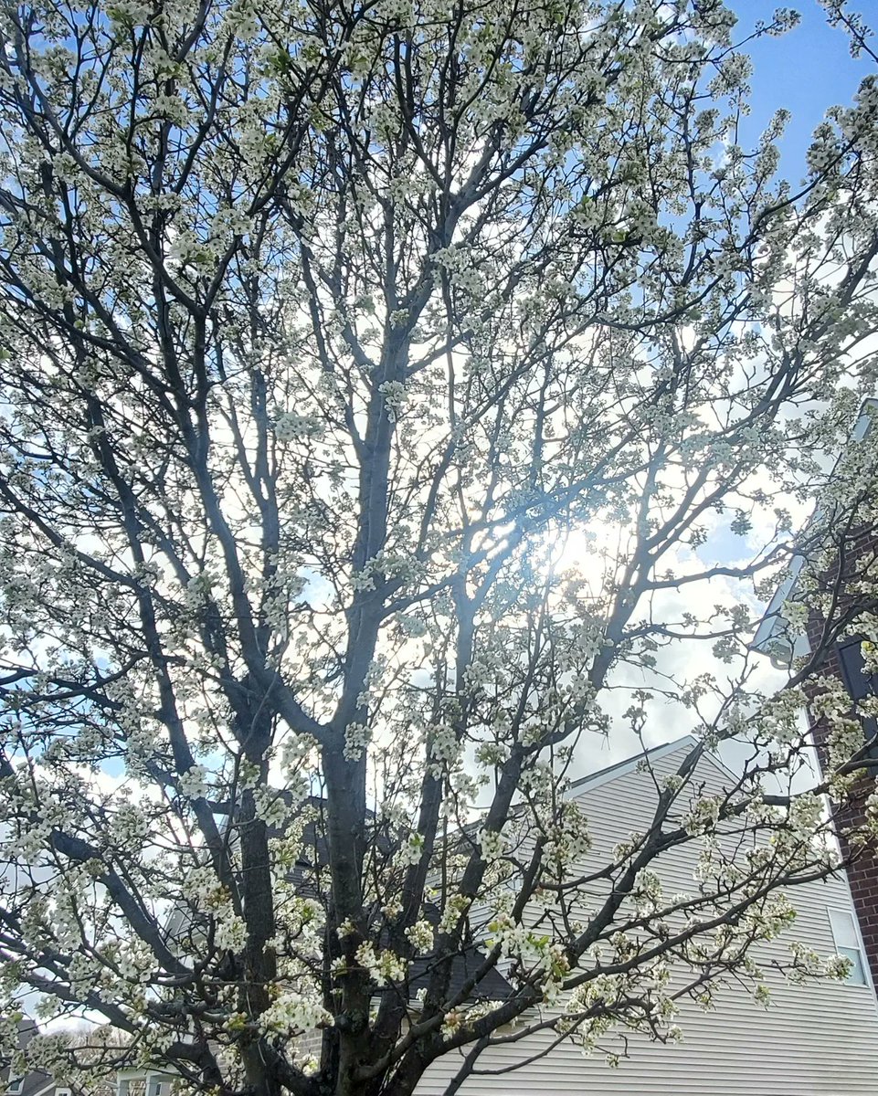 MetTaraHastings's tweet photo. Ahhh yes. The sights (and terrible smells) of spring! 
Get ready for the Bradford pear trees to smell I mean bloom. 
🐟🌸
Ewwww 
#bradfordpeartrees #stinkytree #spring #whoisgrillingfish https://t.co/21EQWaKgQY