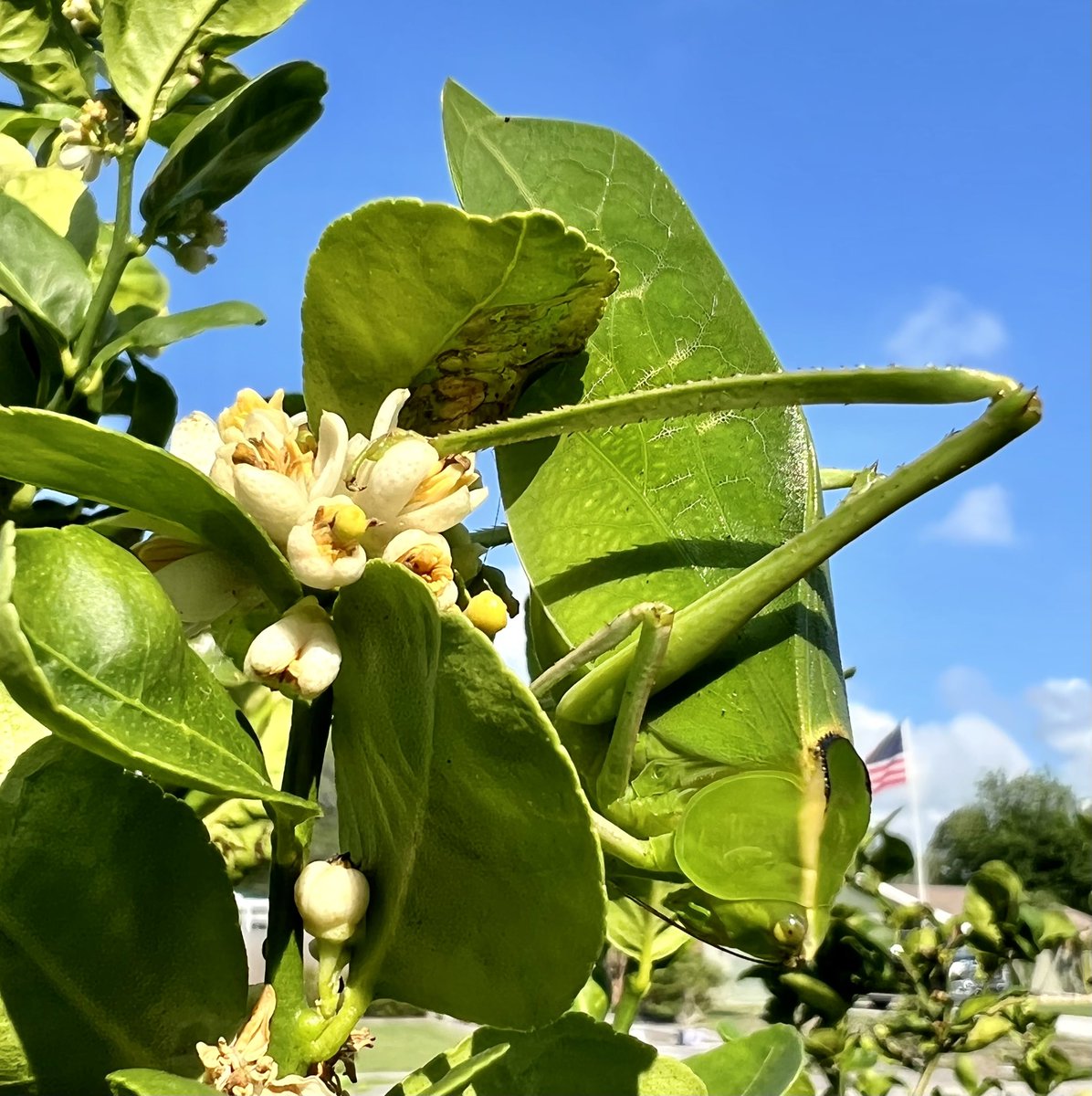 bobbydevito's tweet photo. When u see it 😳

Is this dude eating my lime blossoms?

#floridaproblems #whatbugisthis https://t.co/0wLkf0FaPB