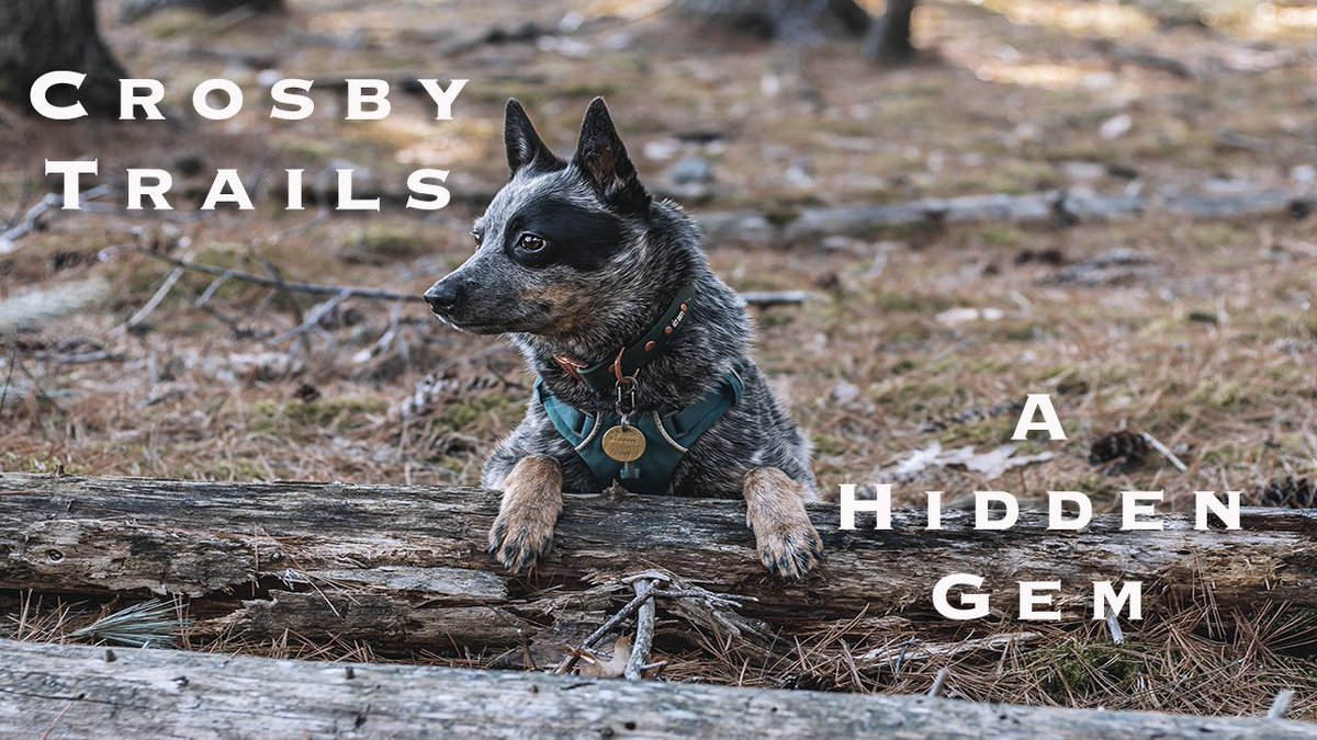 Cattle Dogs & Company tweet media