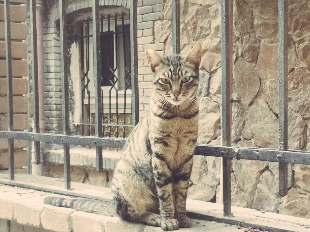 AnnaOsius's tweet photo. Perfekte Tarnung #catsofcairo #Egypt #streetcats https://t.co/ahO3a90hPF