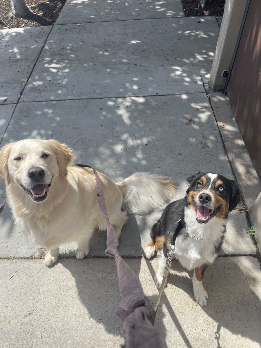 My friends Dugg &amp; Blu would like to wish all other Internet doggos a very happy Wednesday