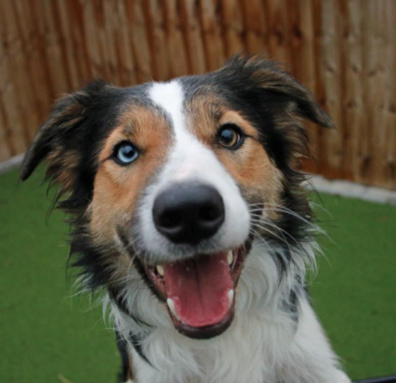 BorderCollieUK's tweet photo. Bryn is looking for a new home. #bordercollie #bordercollies #rehoming  https://t.co/KBMvqiFLbu https://t.co/K14tEZQgyr