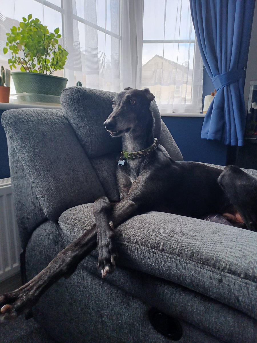 Just being elegant whilst looking like I belong on the chair (that I'm not allowed on) I do try my best though  🐾