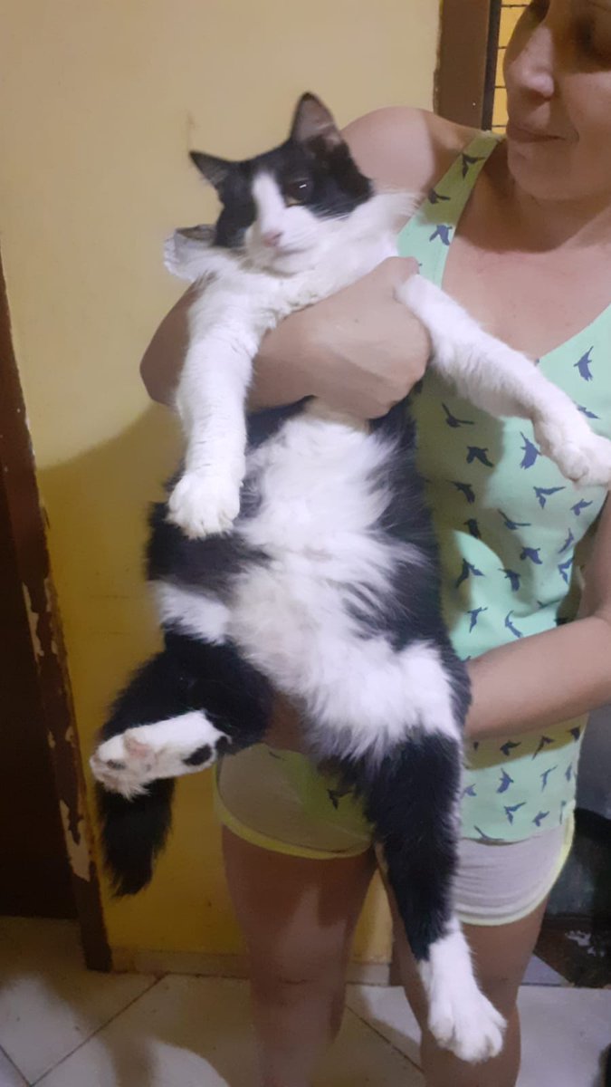 Oi, gente, queria pedir ajuda pra vocês! Eu já pedi antes, pela minha amiga Gisele, que cuida de muitos animais em situação de risco, abandono, doentes, em um bairro simples do RJ. Com as recentes chuvas, ela teve muitos problemas, além da falta de eventos de adoção na pandemia!