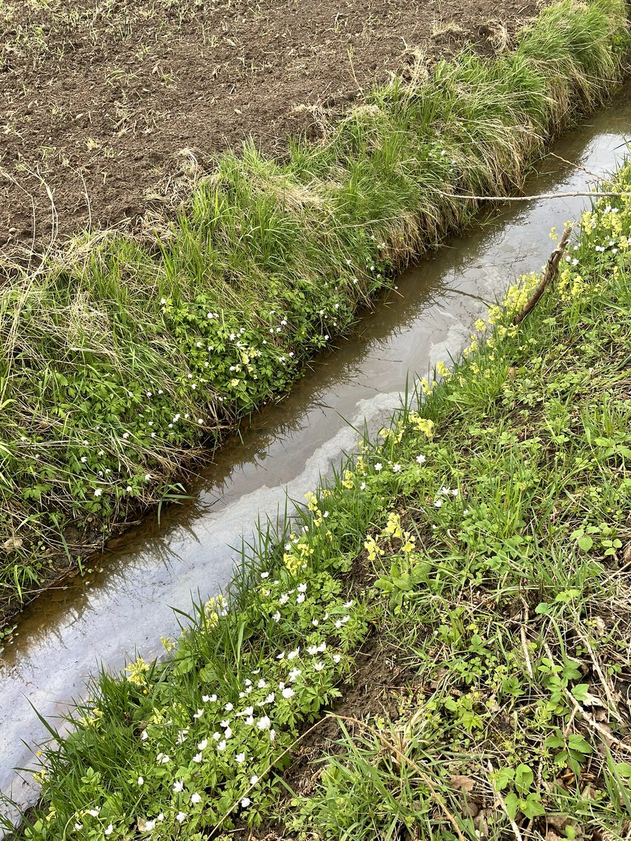 MadoRuys's tweet photo. Bosanemonen en prachtige sleutelbloemen. Werkwandelen met Désiré van Laarhoven @Dvl42 @Boxtel in De Scheeken. Genoeg te bespreken #ecologischeverbindingszone #leembossen #nattenatuurparel @InHetGroeneWoud @mozaiekdv #klimaatadaptatie #landbouwtransitie @wddommel https://t.co/z4ZH1Jslx2