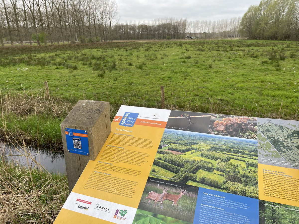 MadoRuys's tweet photo. Bosanemonen en prachtige sleutelbloemen. Werkwandelen met Désiré van Laarhoven @Dvl42 @Boxtel in De Scheeken. Genoeg te bespreken #ecologischeverbindingszone #leembossen #nattenatuurparel @InHetGroeneWoud @mozaiekdv #klimaatadaptatie #landbouwtransitie @wddommel https://t.co/z4ZH1Jslx2
